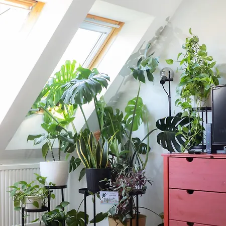 Floral Bliss Apartment-3